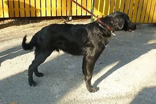 Urwis 6 miesięczny szczeniak do adopcji ,  śląskie