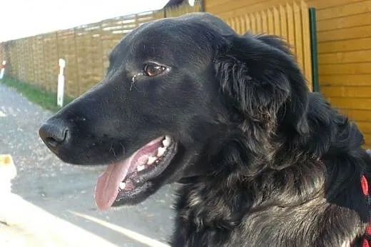 Urwis 6 miesięczny szczeniak do adopcji ,  śląskie