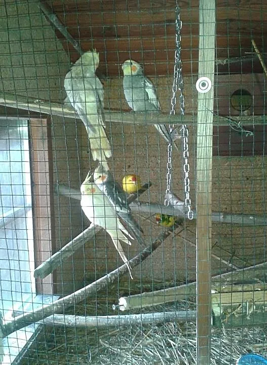 papugi górskie,kozy,nimfy, , Borowa