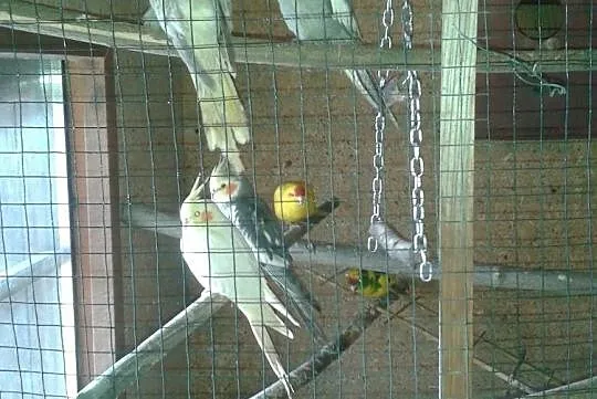 papugi górskie,kozy,nimfy, , Borowa