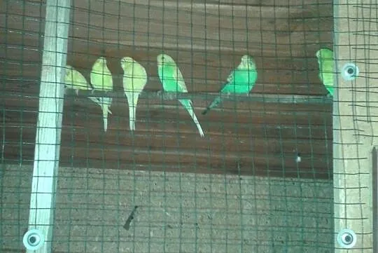 papugi górskie,kozy,nimfy, , Borowa