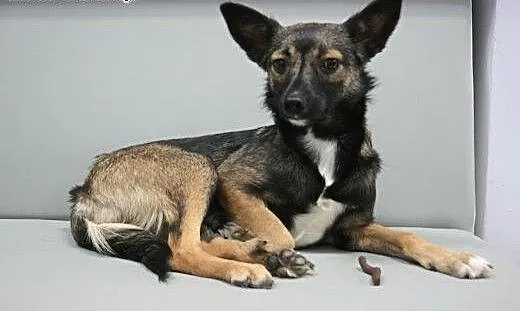 Daisy - śliczna, roczna mikro sunia do adopcji, m