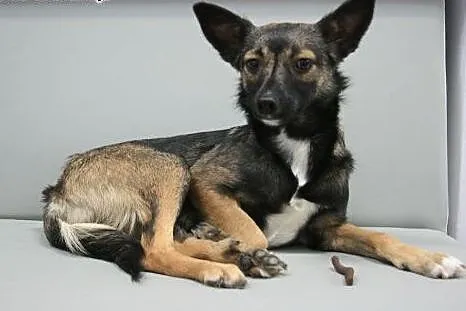 Daisy - śliczna, roczna mikro sunia do adopcji,  m