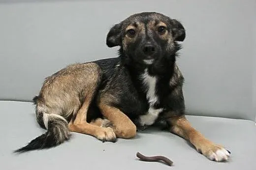 Daisy - śliczna, roczna mikro sunia do adopcji,  m