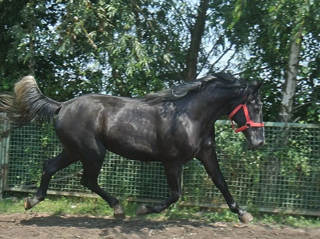 *** Sprzedam parę siwych klaczy ***, ,