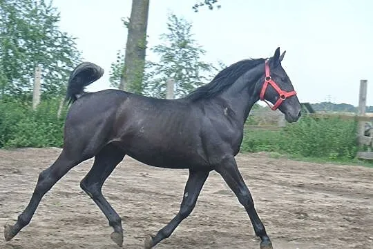 *** Sprzedam parę siwych klaczy ***, , 