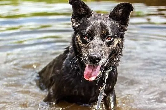 Gustaw - kawał fajnego psa z werwą :)