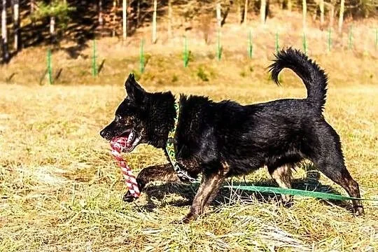 Gustaw - kawał fajnego psa z werwą :), Warmińsko-mazurskie, Olsztyn
