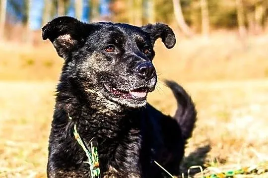 Gustaw - kawał fajnego psa z werwą :), Warmińsko-mazurskie, Olsztyn