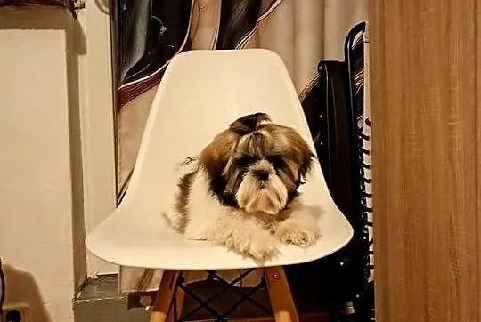 Shihtzu szczeniaczek 4 miesiące