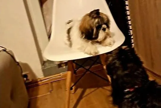 Shihtzu szczeniaczek 4 miesiące, Śląskie, Czeladź