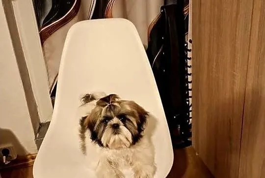 Shihtzu szczeniaczek 4 miesiące, Śląskie, Czeladź