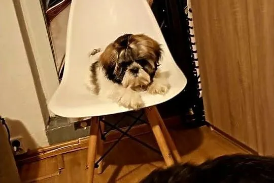 Shihtzu szczeniaczek 4 miesiące, Śląskie, Czeladź