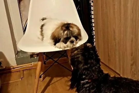 Shihtzu szczeniaczek 4 miesiące, Śląskie, Czeladź