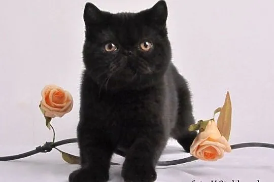 Czarne kocięta egzotyczne rodowód FPL FIFE, Nasielsk