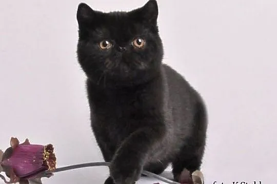 Czarne kocięta egzotyczne rodowód FPL FIFE, Nasielsk