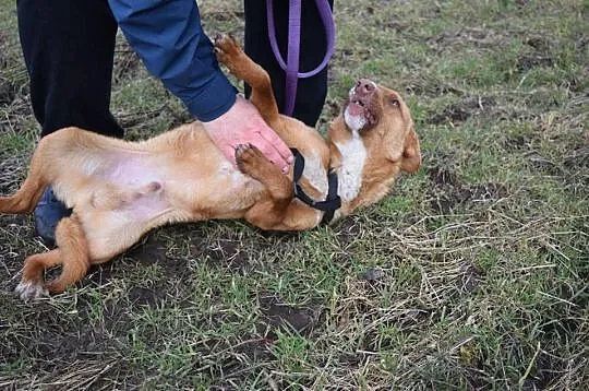 Młodziurtki Bubu, wesoły, dzieciolubny psiak do ad