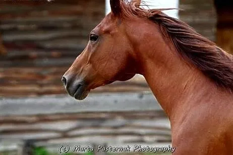 Klacz American Paint Horse ,  małopolskie Kraków