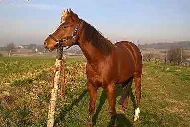 Klacz American Paint Horse ,  małopolskie Kraków