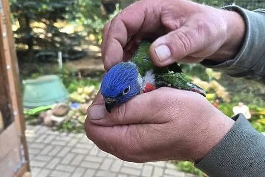 Sprzedam Lorysa Tęczowa, Kujawsko-pomorskie, Wąbrzeźno