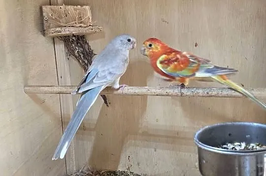 Papugi/ zamiana