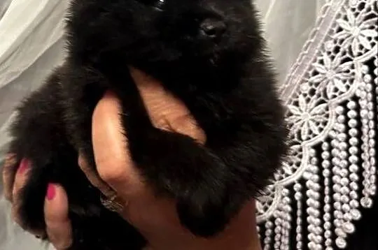 Szpic miniaturowy pomeranian boy
