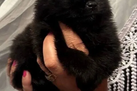 Szpic miniaturowy pomeranian boy, Śląskie, Poniszowice