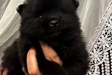 Szpic miniaturowy pomeranian boy, Śląskie, Poniszowice