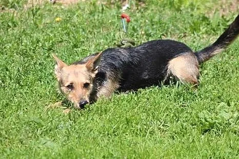 Sarenka- kochająca suczka szuka kochającego czlowi