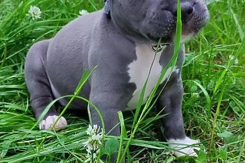 Blue Amstaff American Staffordshire Terrier, Lubelskie, Łęczna