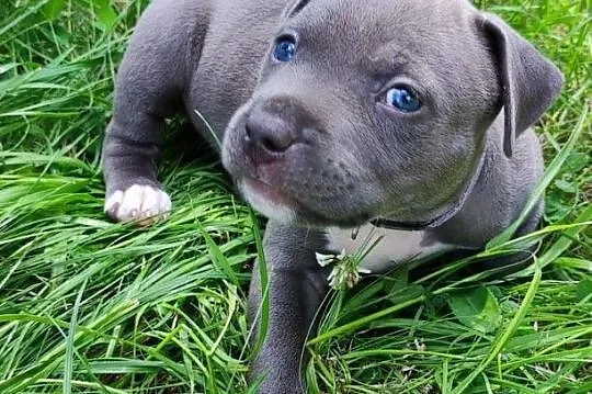 Blue Amstaff American Staffordshire Terrier, Lubelskie, Łęczna
