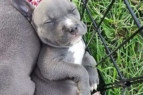 Blue Amstaff American Staffordshire Terrier, Lubelskie, Łęczna