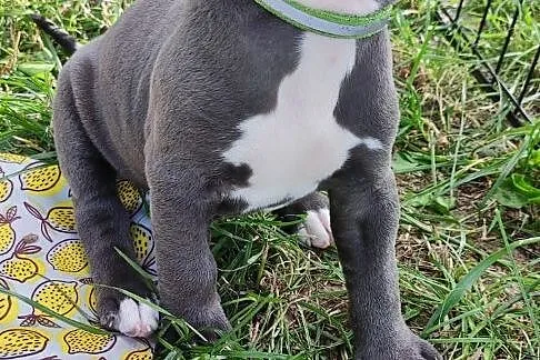 Blue Amstaff American Staffordshire Terrier, Lubelskie, Łęczna