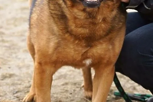 Przyjacielski, młody, dosyć duży, zdrowy psiak ,  
