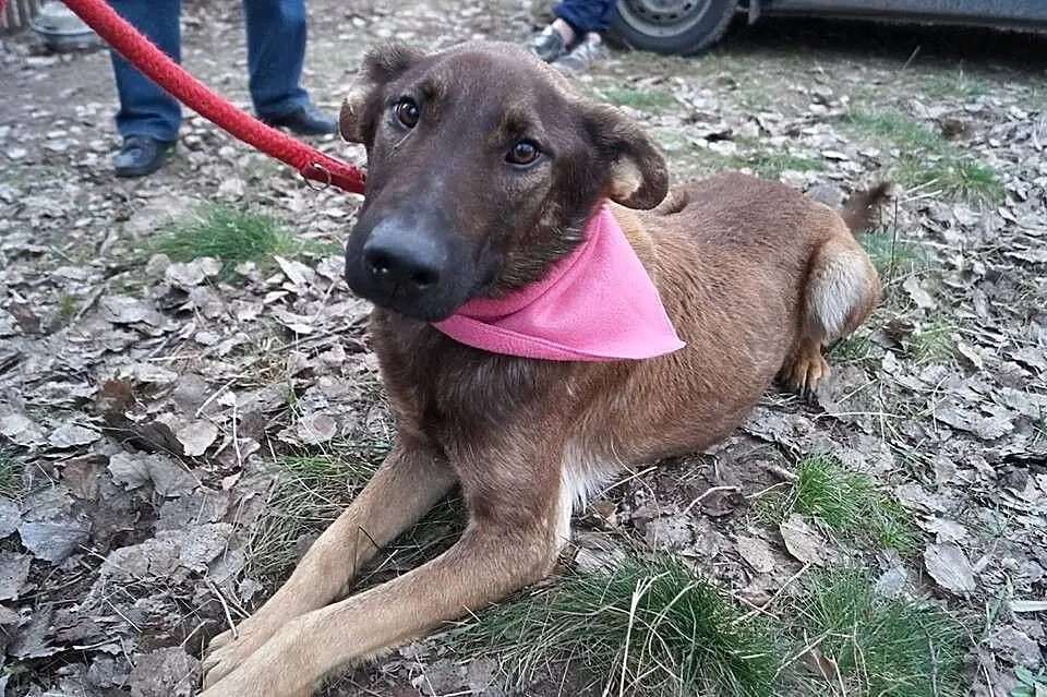 Bela z interwencji pilnie szuka domu!