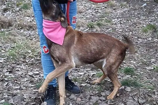 Bela z interwencji pilnie szuka domu!