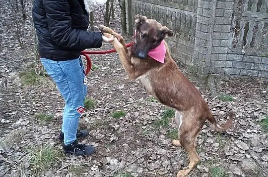 Bela z interwencji pilnie szuka domu!