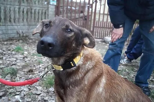 Bela z interwencji pilnie szuka domu!