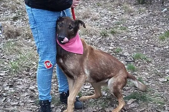 Bela z interwencji pilnie szuka domu!