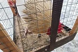 Koguty