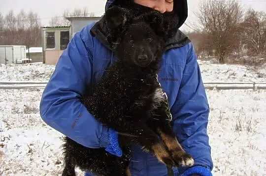 Szczeniacze MISIACZEK marznie w schronie...prosi o