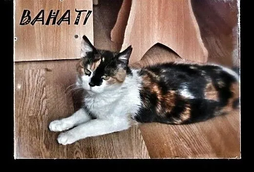 Młoda koteczka do adopcji!! , mazowieckie Warszaw