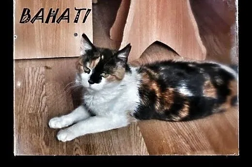 Młoda koteczka do adopcji!! ,  mazowieckie Warszaw