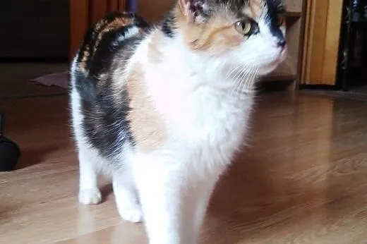 Młoda koteczka do adopcji!! ,  mazowieckie Warszaw