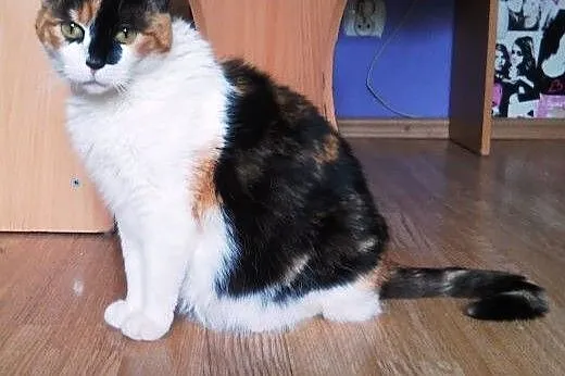 Młoda koteczka do adopcji!! ,  mazowieckie Warszaw