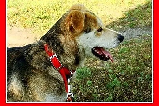 Bardzo przyjazny,łagodny,wesoły,tulaśny pies husky