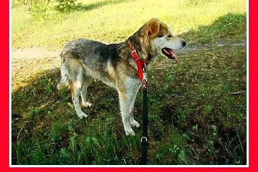 Bardzo przyjazny,łagodny,wesoły,tulaśny pies husky