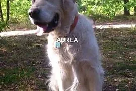 Golden Retriever MILO - do adopcji, mazowieckie Warszawa