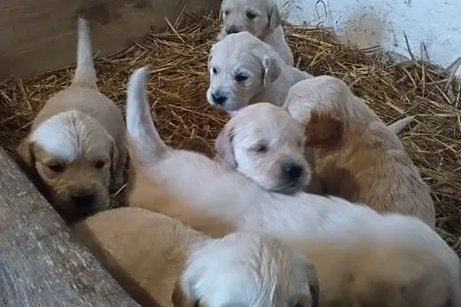 Szczenięta rasy Golden Retriever,  małopolskie Gor