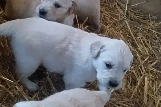 Szczenięta rasy Golden Retriever,  małopolskie Gor